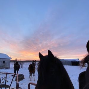 Meet your Posher, Ariana